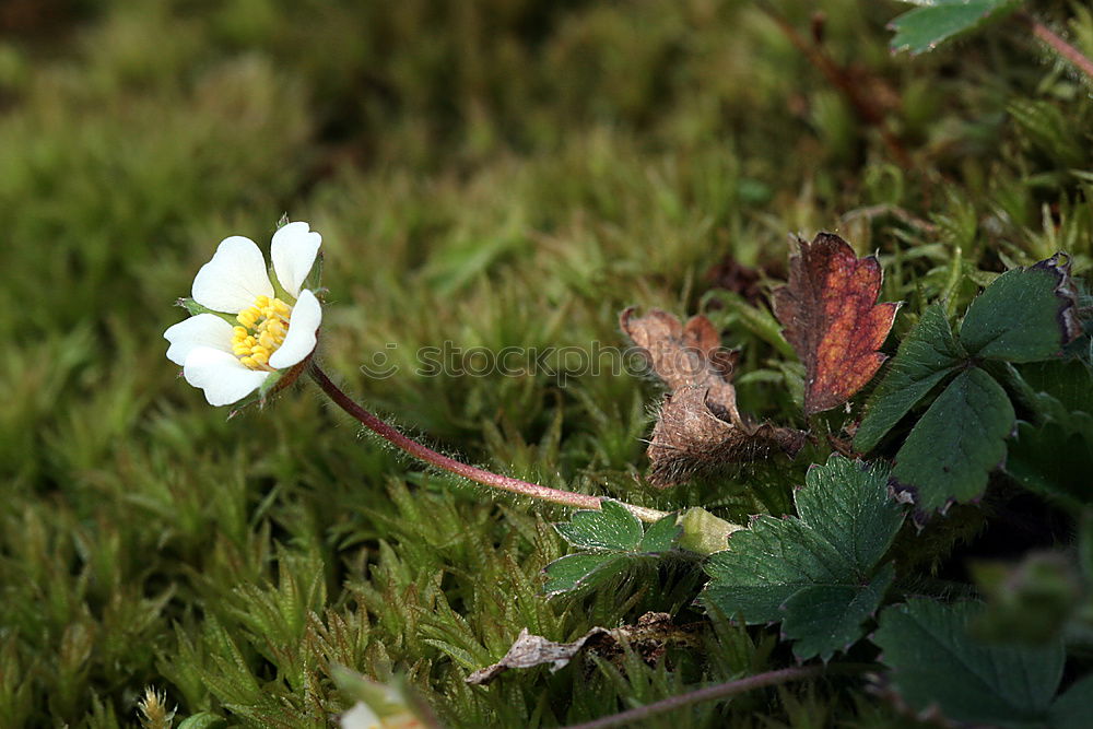 Similar – Blatt einer Frauenmantel-Pflanze mit einem dicken Wassertropfen im Blatt