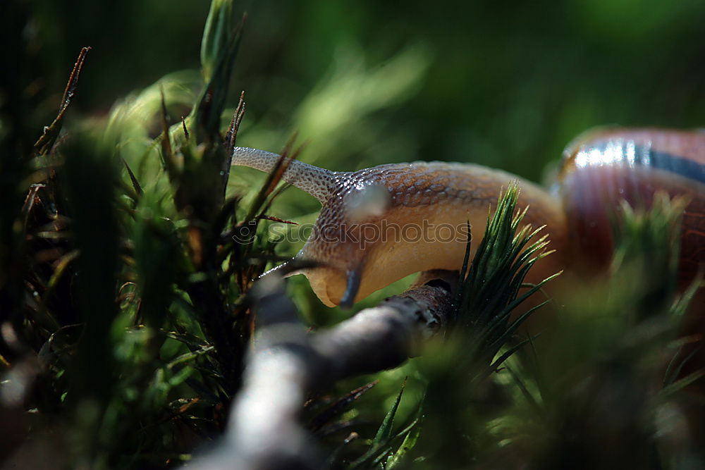 Similar – Image, Stock Photo fates Nature Plant Moss