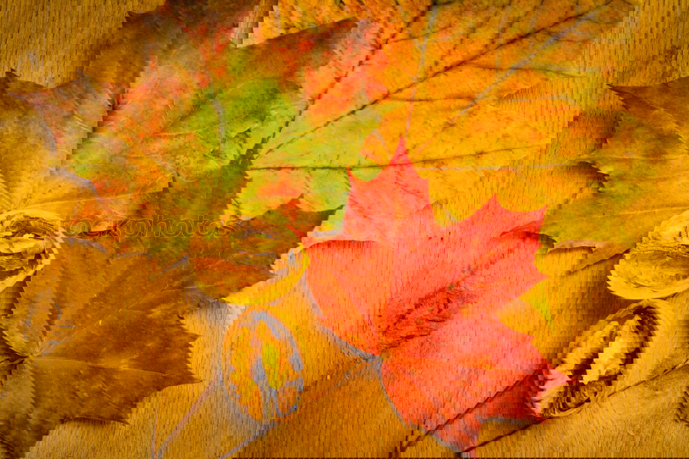 Image, Stock Photo #AS# Autumn Three Art