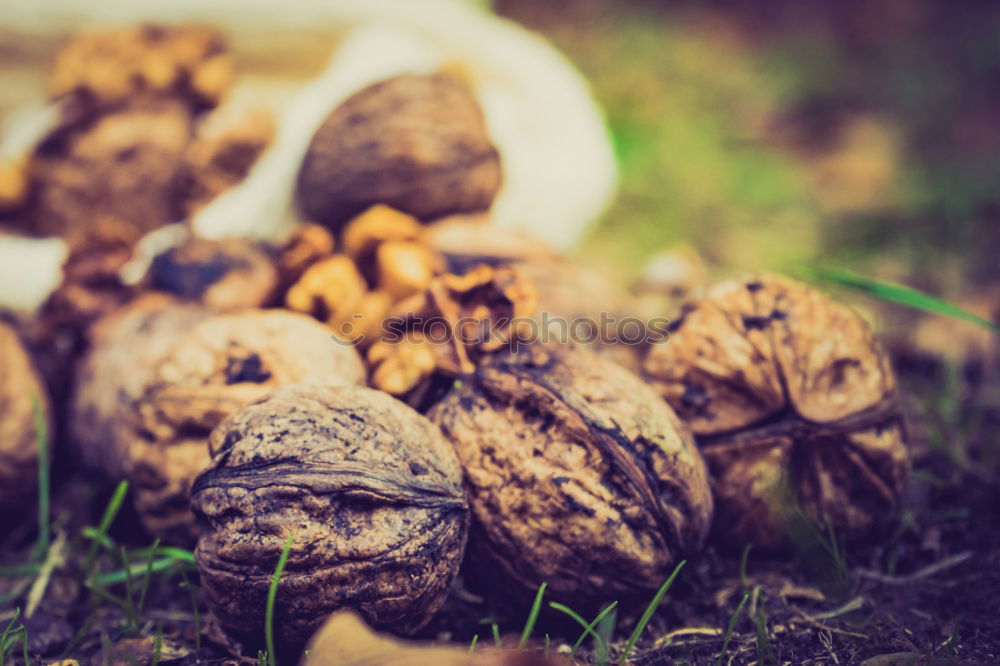 Similar – Image, Stock Photo picking wild mushrooms in autumn forest