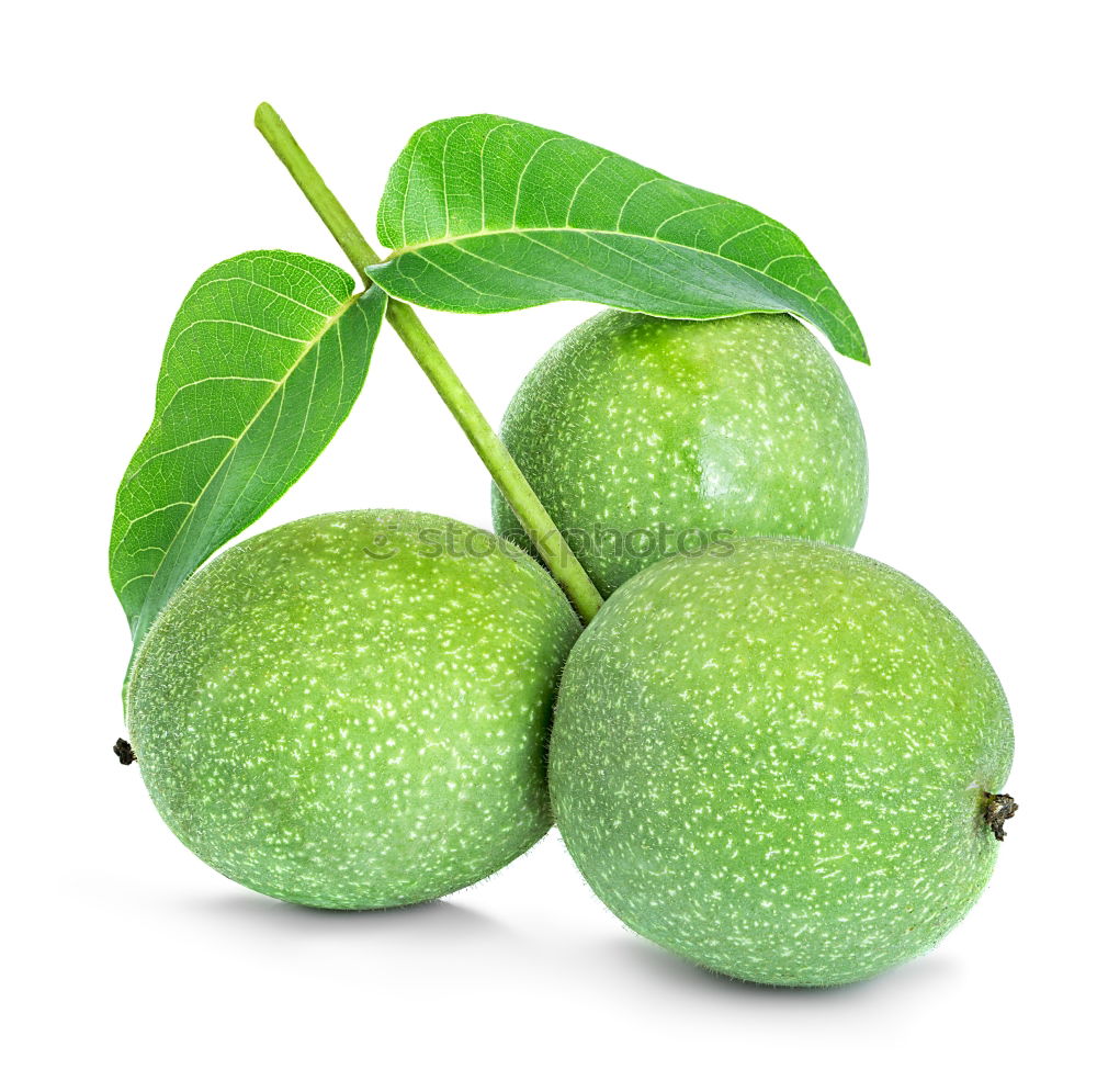 Similar – Avocado fruit on the tree