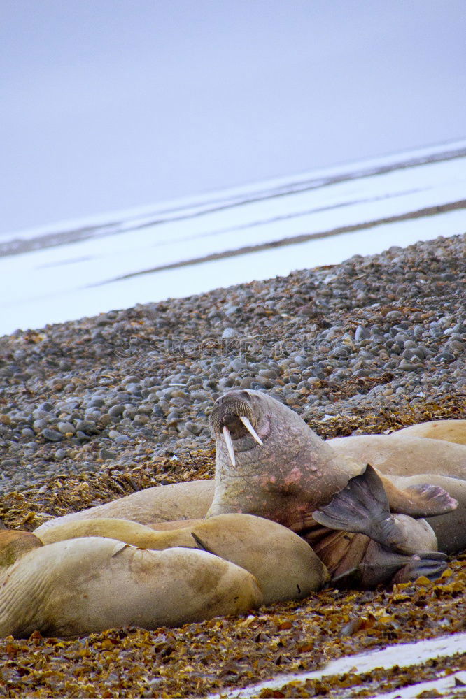 Similar – Cheeky seal Animal