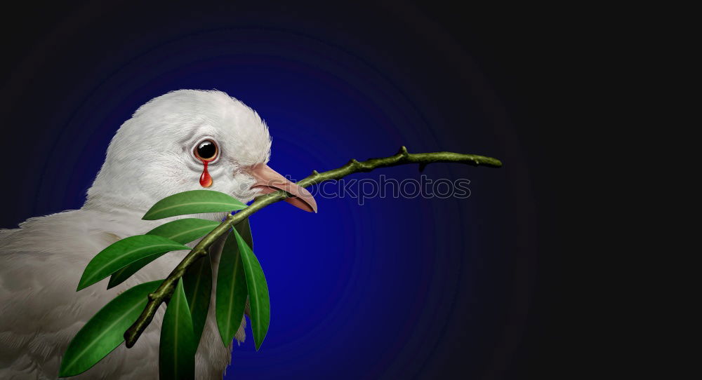 Similar – cockatoos Branch Twig