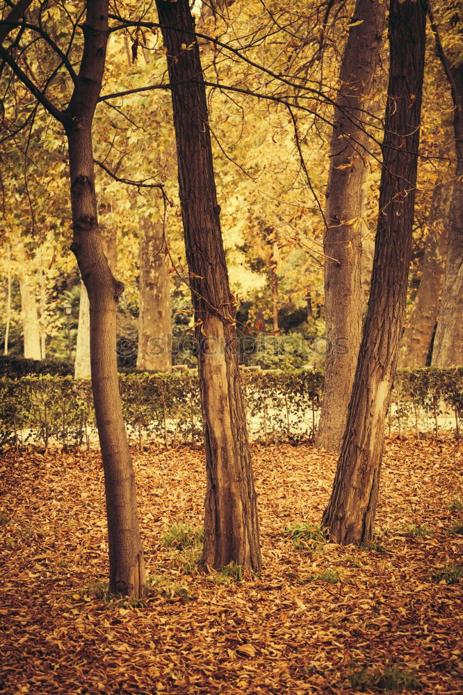 Similar – Image, Stock Photo Autumn atmosphere in the park