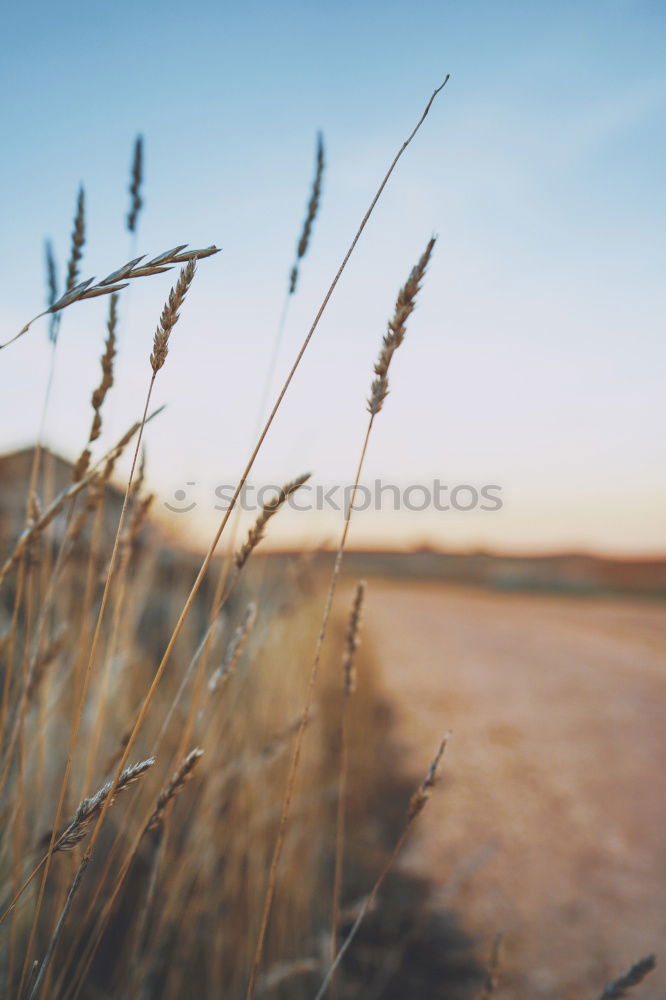 Similar – Yellow field.Beautiful Nature Sunset Landscape. Rural Scenery