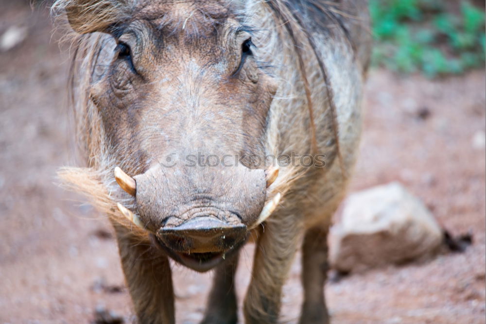 Similar – Portrait of a wild boar