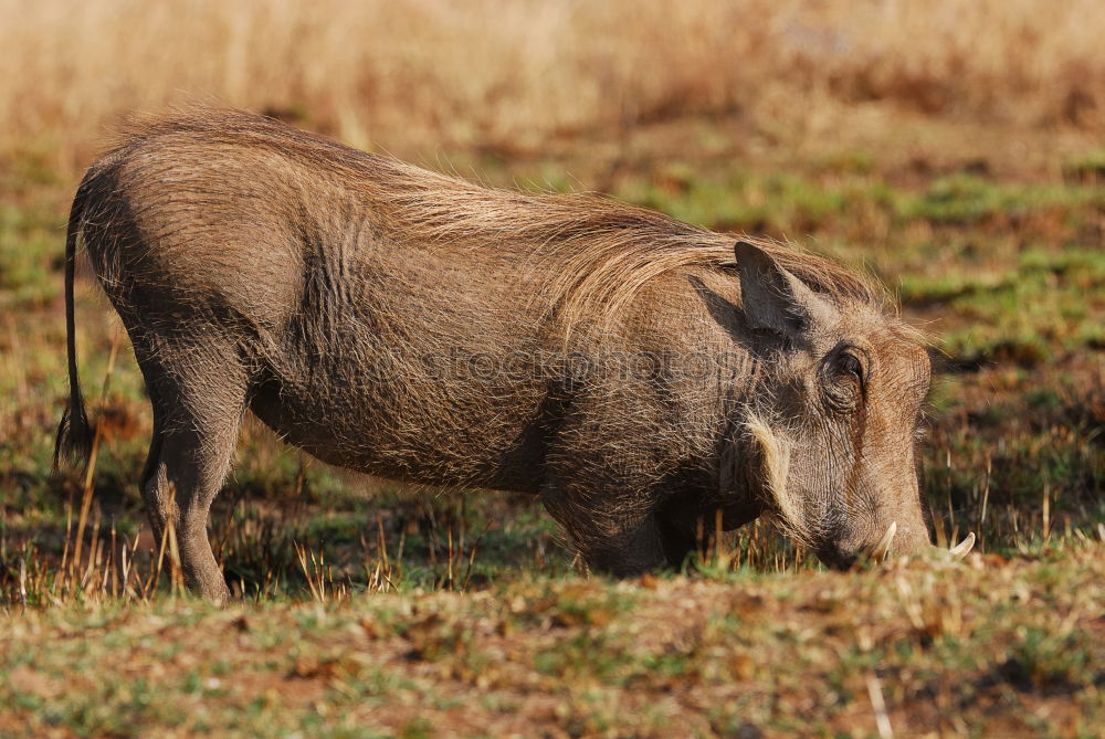 Similar – Image, Stock Photo huge wild boar coming towards the camera