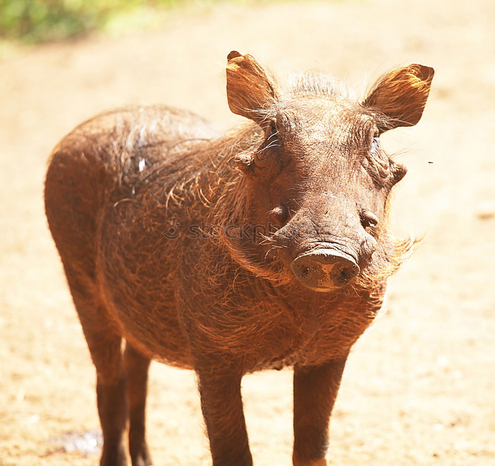 Similar – Portrait of a wild boar