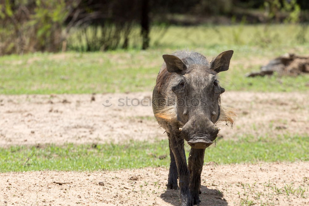 Similar – Image, Stock Photo Vintage horse Horse