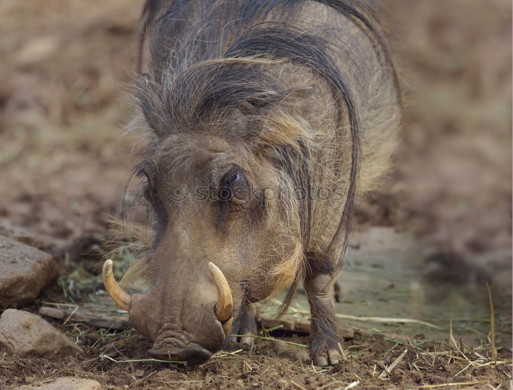 Similar – Image, Stock Photo huge wild boar coming towards the camera