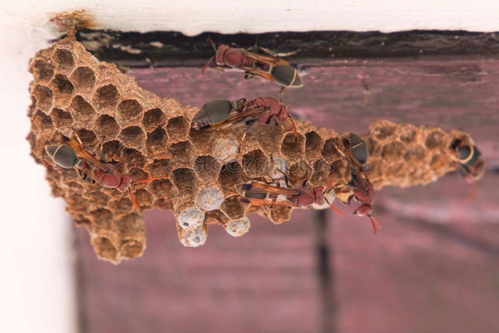 Similar – Image, Stock Photo Bees Frames Wax Honeycombs