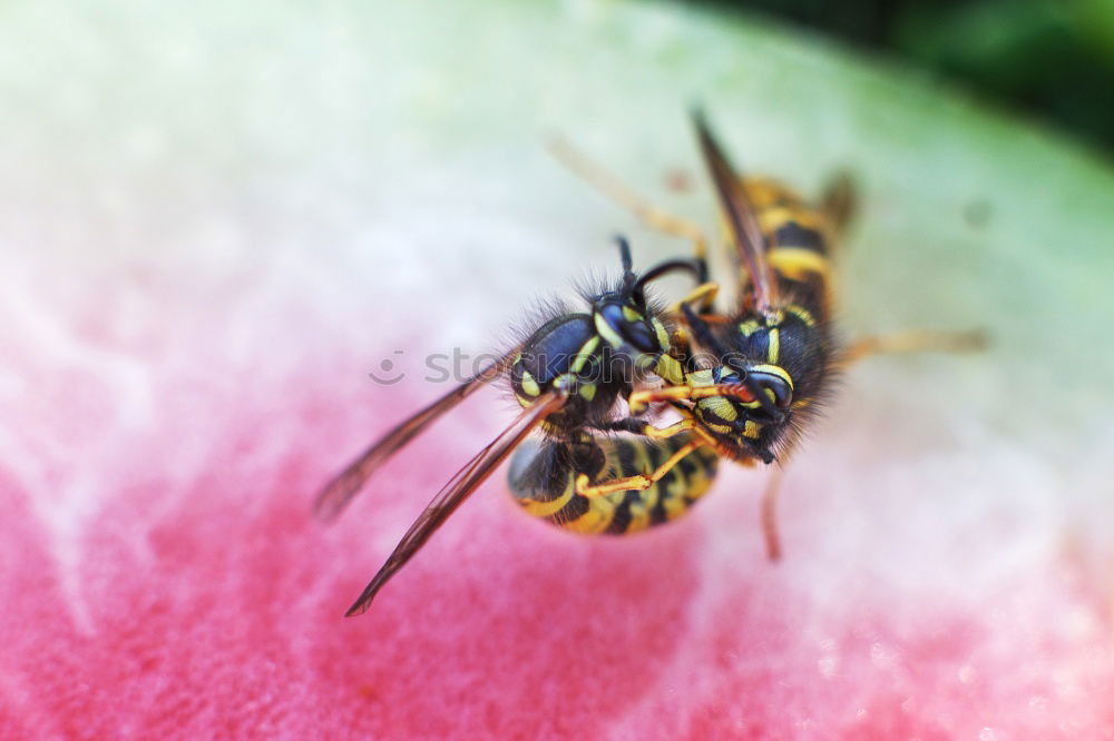 Similar – Foto Bild Hummel 2 Strandkorb