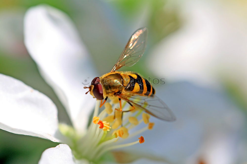 Similar – Käfer Ernährung Blüte Tier