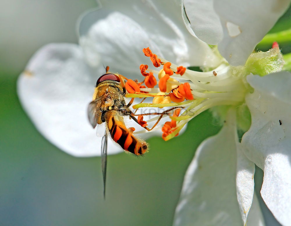 Similar – Zuckerschlecker Natur