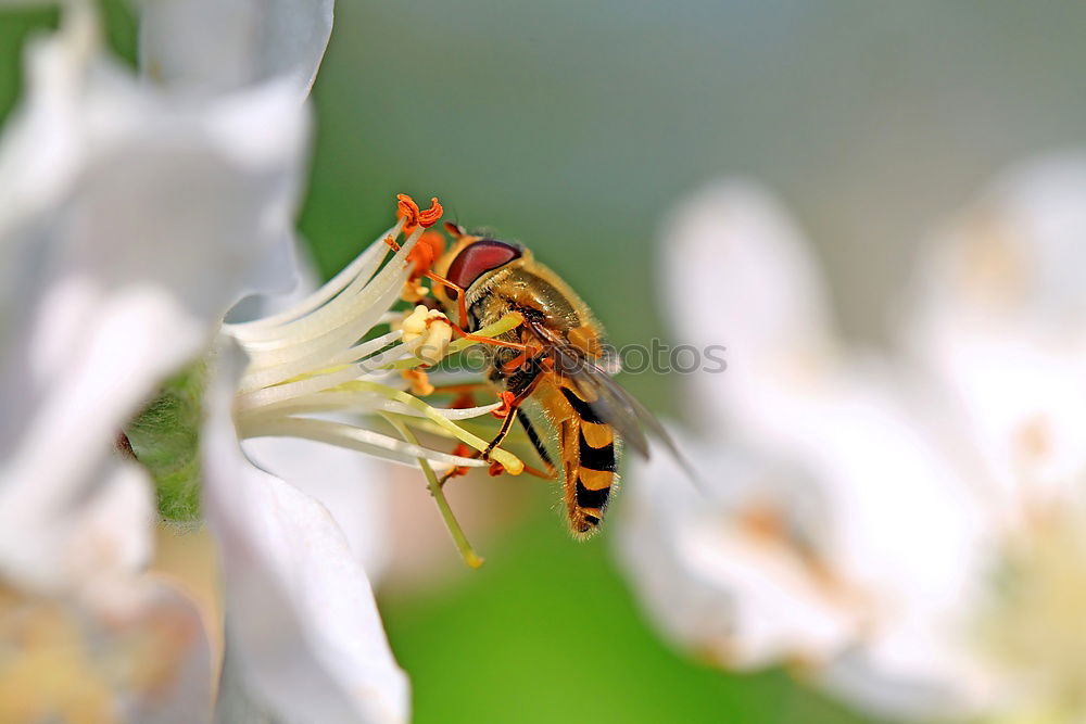 Similar – Zuckerschlecker Natur