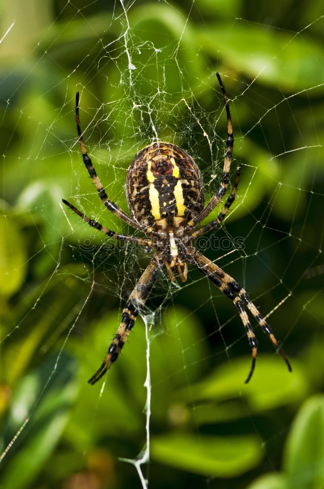 Similar – Image, Stock Photo wasp spider Nature