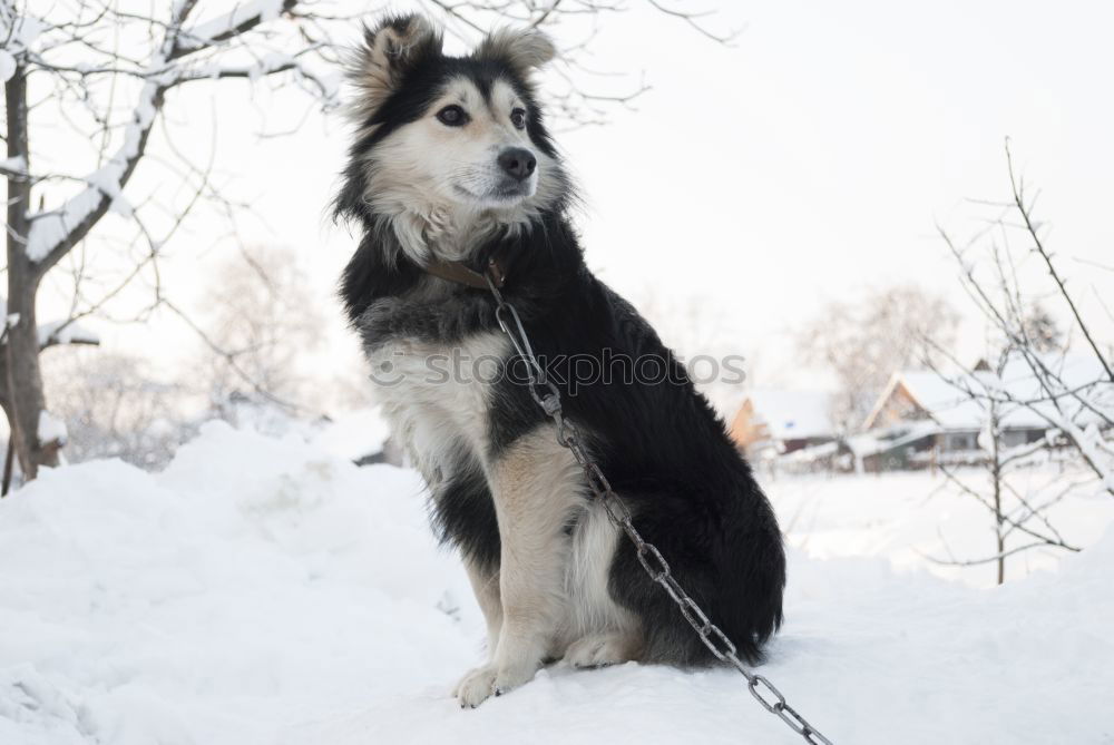 Similar – huskies Husky Dog