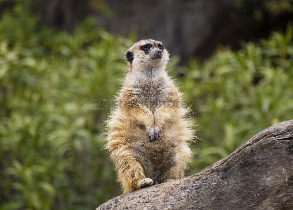 Similar – meerkats Meerkat 1 Animal