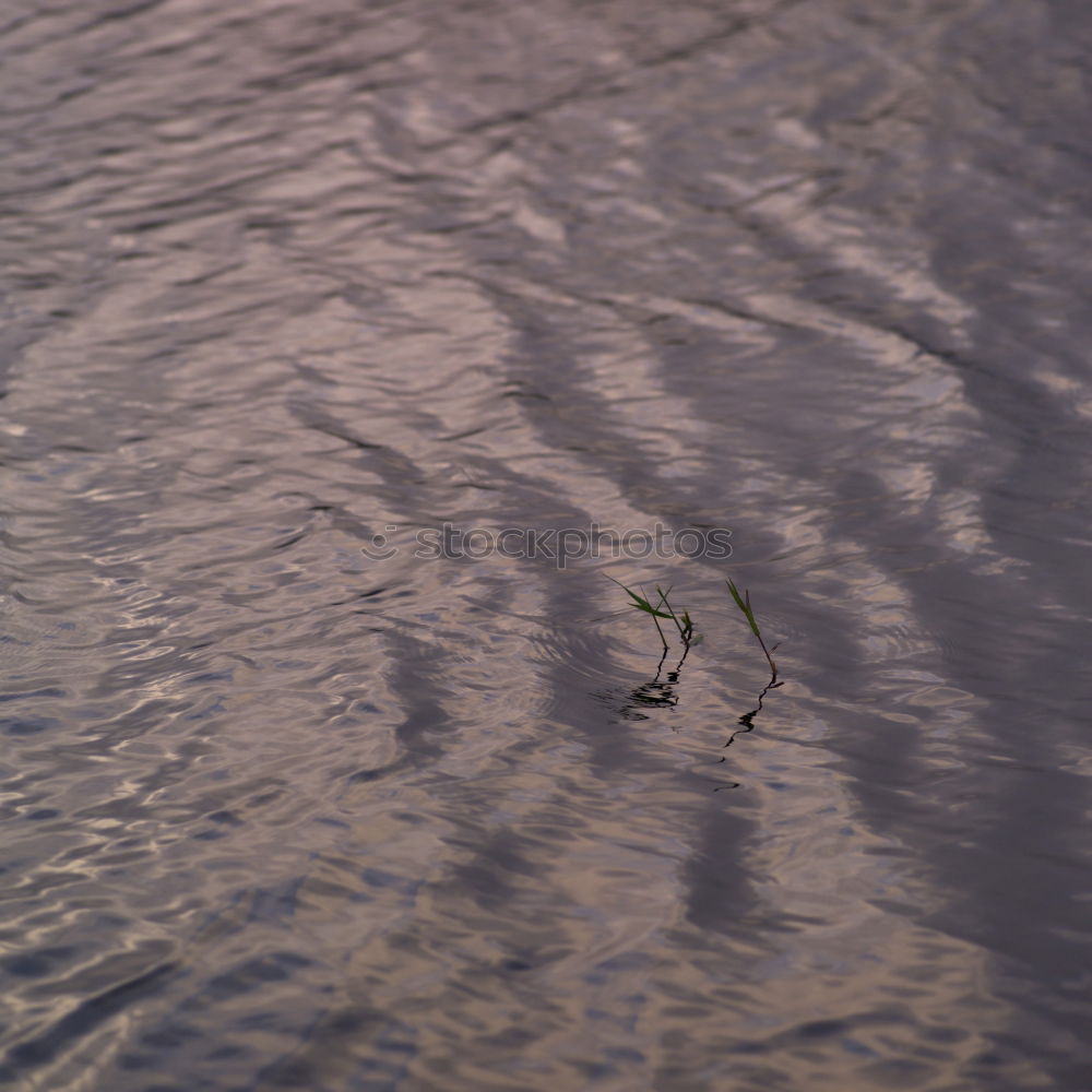 Similar – Image, Stock Photo lifeguards Frog 2 Animal