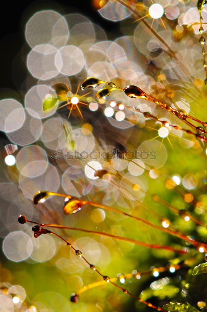 Similar – Image, Stock Photo The beautiful rainy day