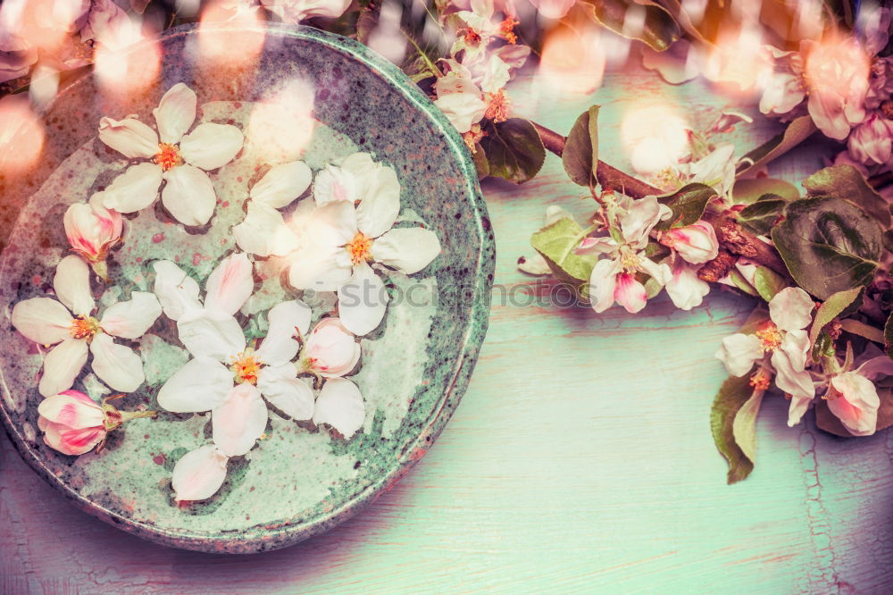 Similar – Striped primrose flowers in a flower pot