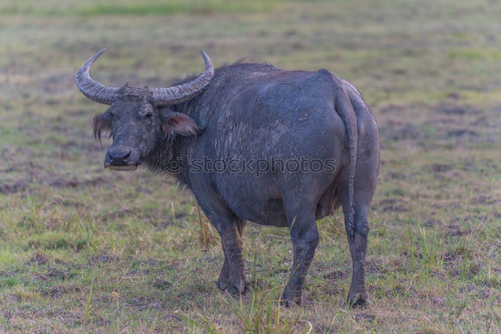 Image, Stock Photo water buffalo Nature