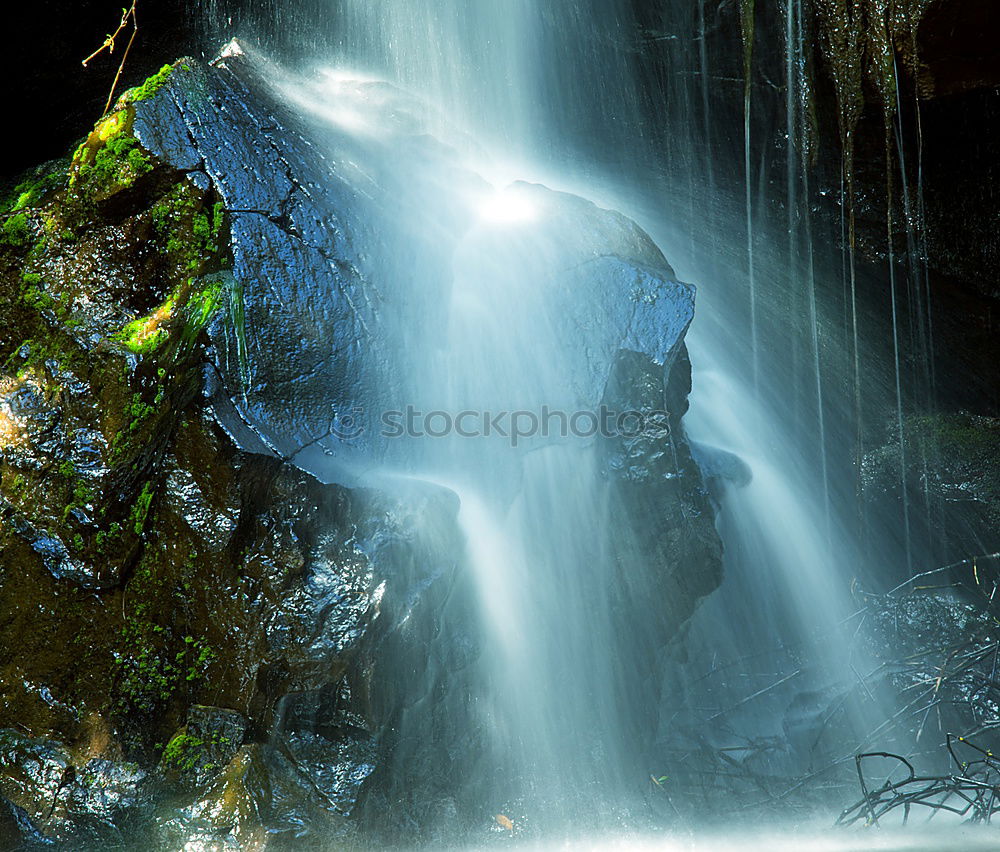 Image, Stock Photo jungles Virgin forest