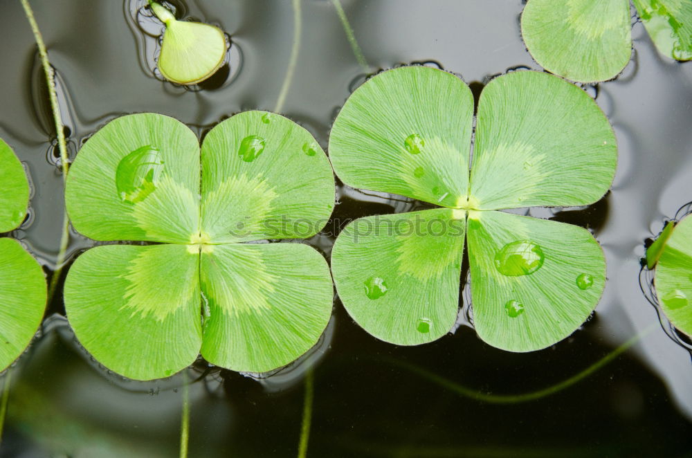 Image, Stock Photo Lucky clover, clover, four-leaved, raindrop, forest soil