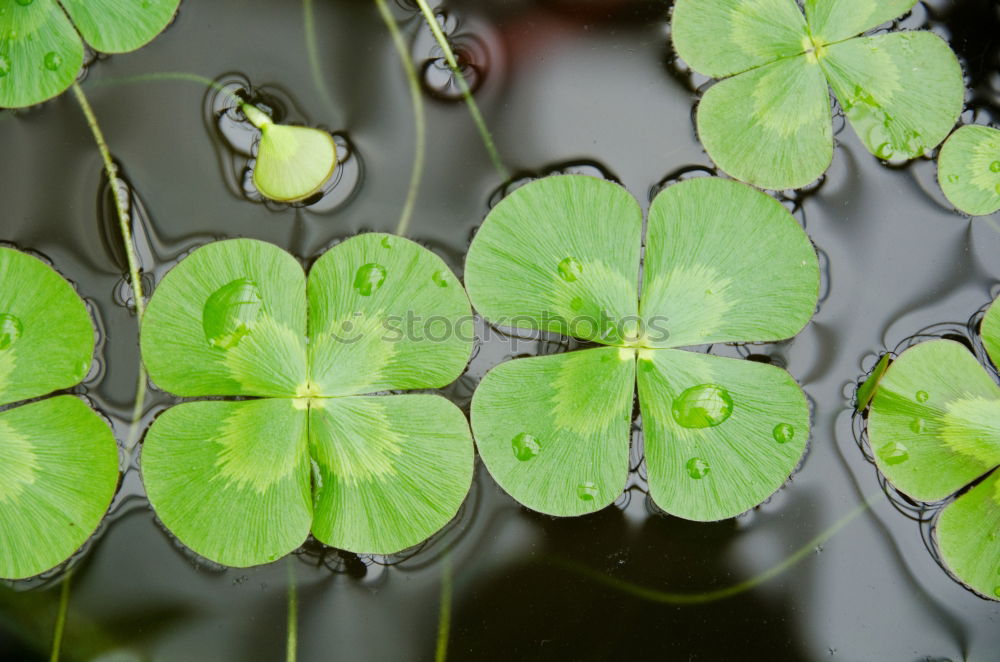 Similar – Image, Stock Photo Lucky clover, clover, four-leaved, raindrop, forest soil