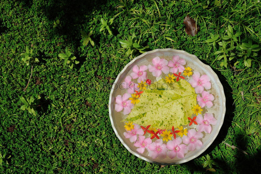 Similar – Image, Stock Photo Pretty fallen fruit on a meadow