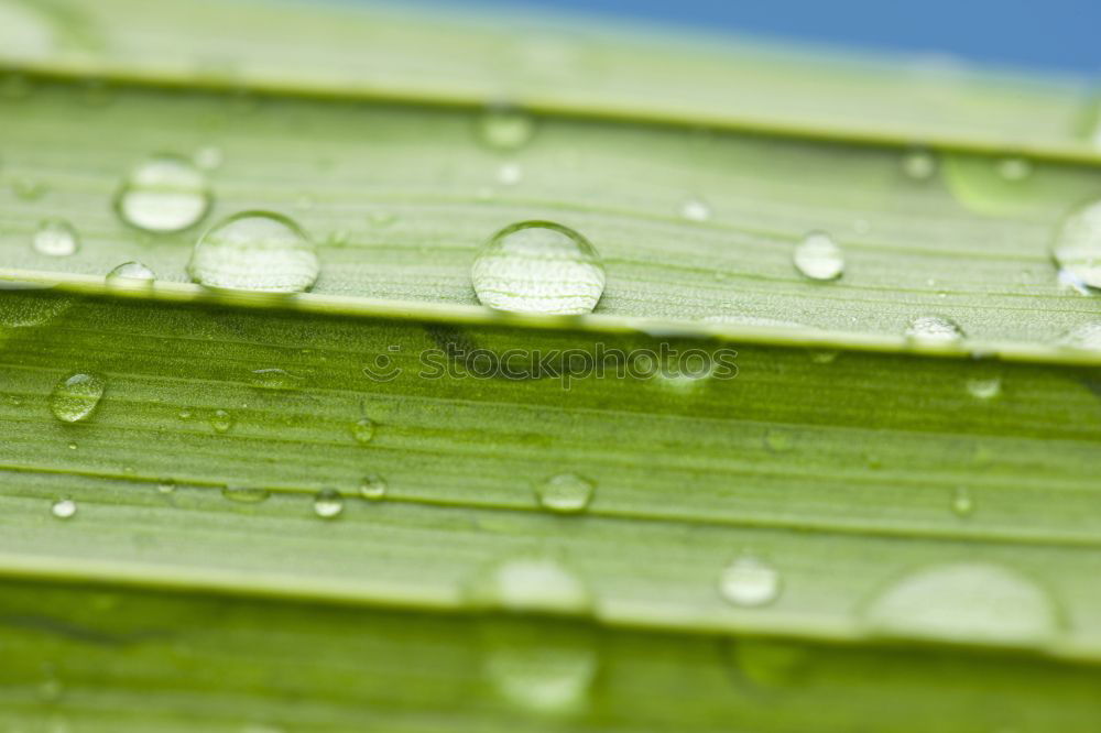 Similar – Foto Bild regen Blatt Wassertropfen