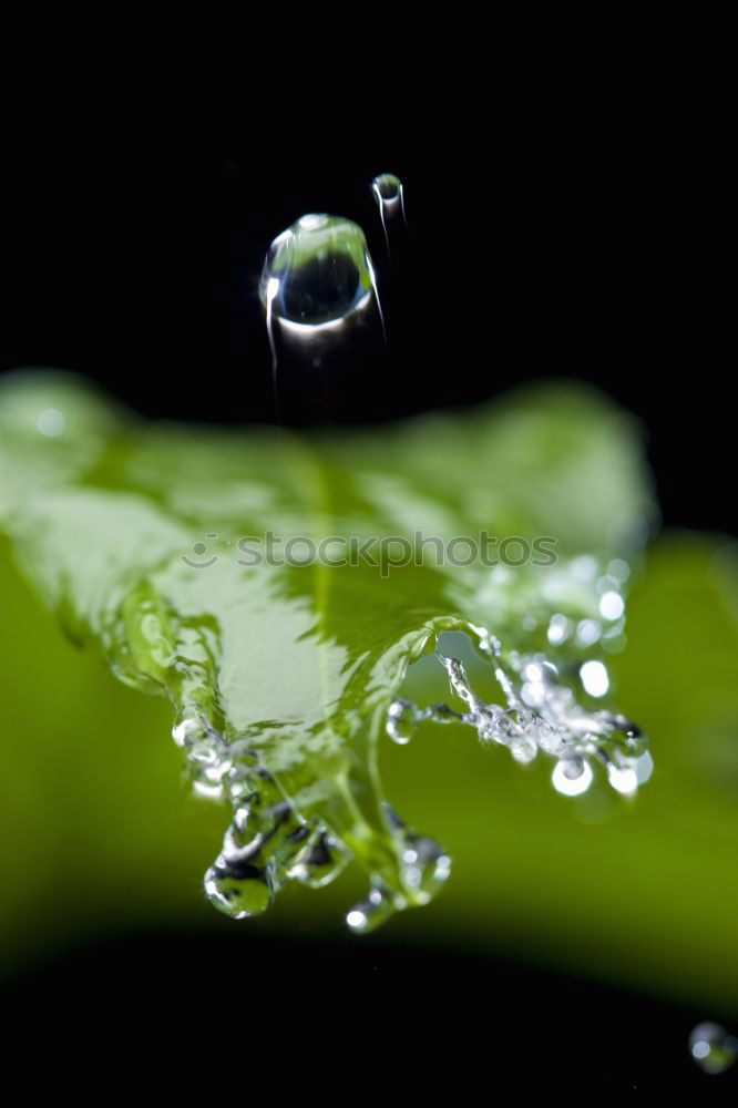 Similar – raindrops Wet Black Green