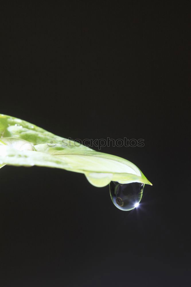 Image, Stock Photo water leaf3 Cloth Black