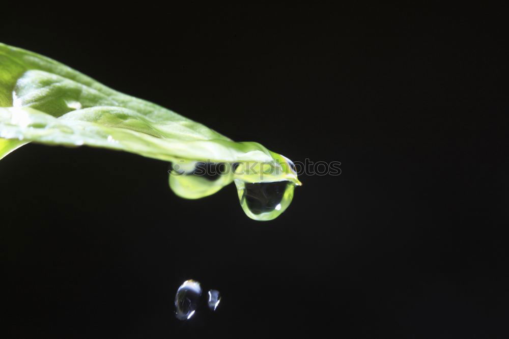 Similar – Image, Stock Photo glass breaker Animal Water