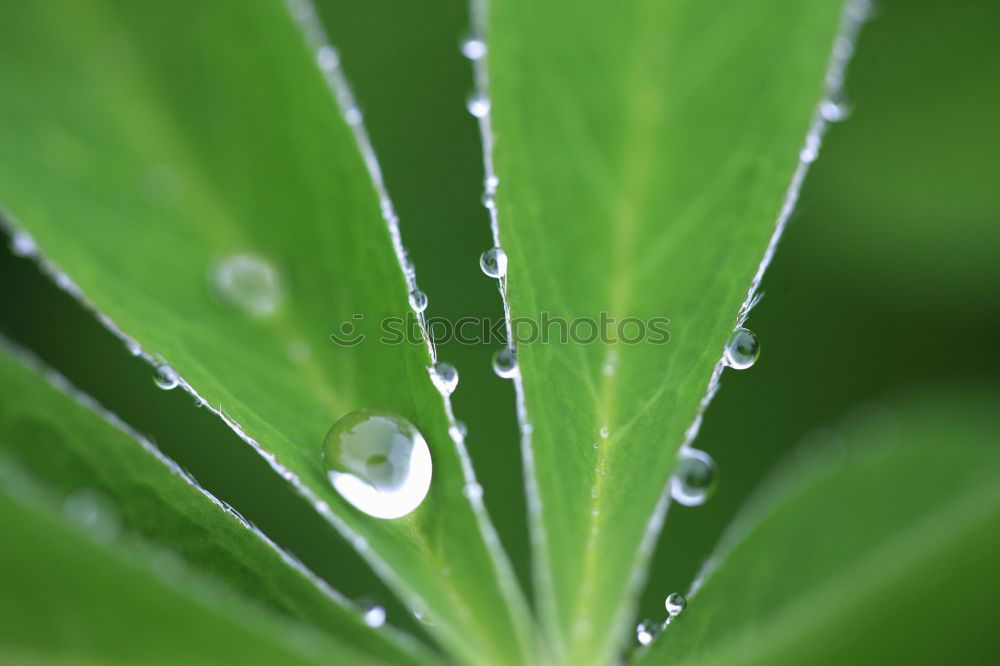 Similar – blasting star Plant Water