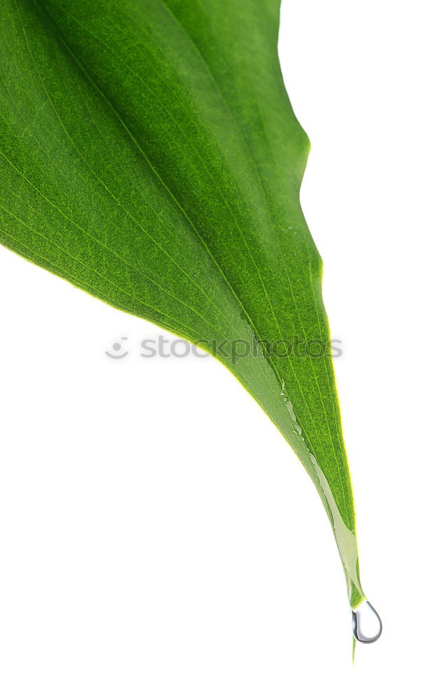 Similar – life Plant Leaf Green