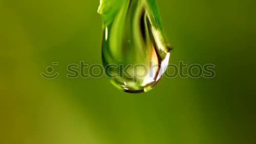 Similar – Image, Stock Photo dripping…. Meadow Grass