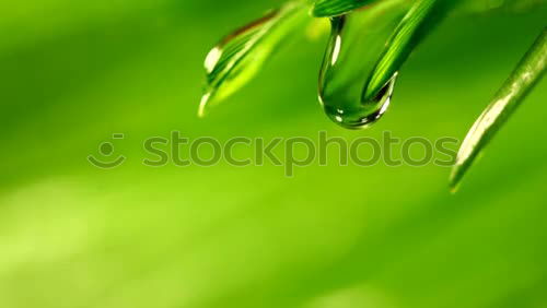 Similar – Foto Bild Wasser im Grünen 2 Pflanze