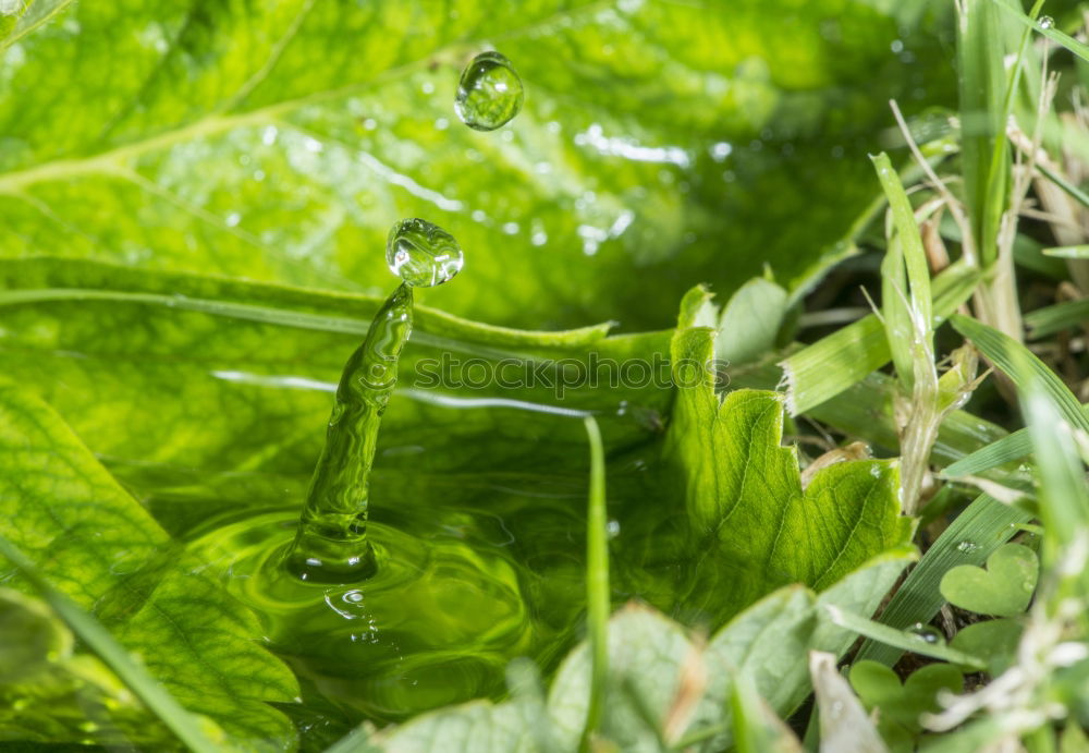 Similar – Water drop in the nature