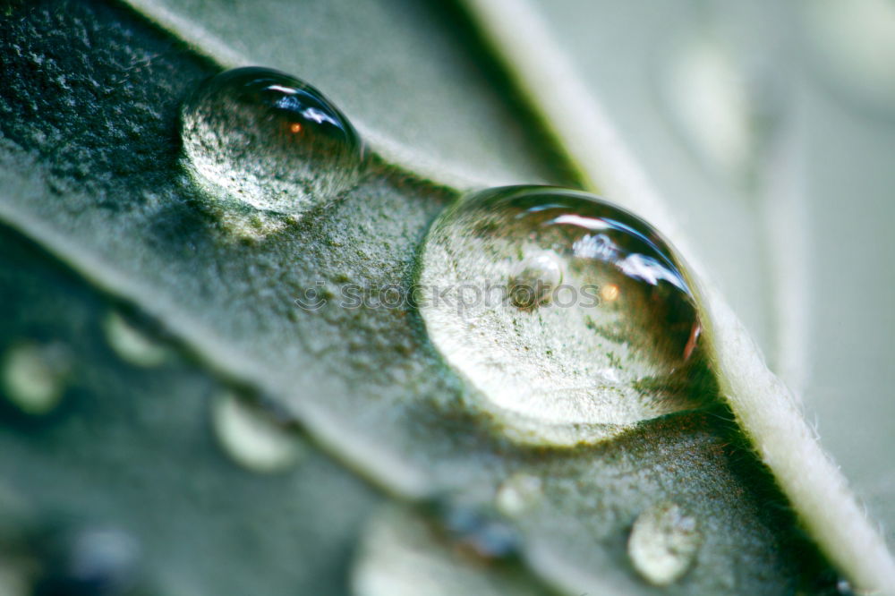 Similar – contrast Green Leaf Snow