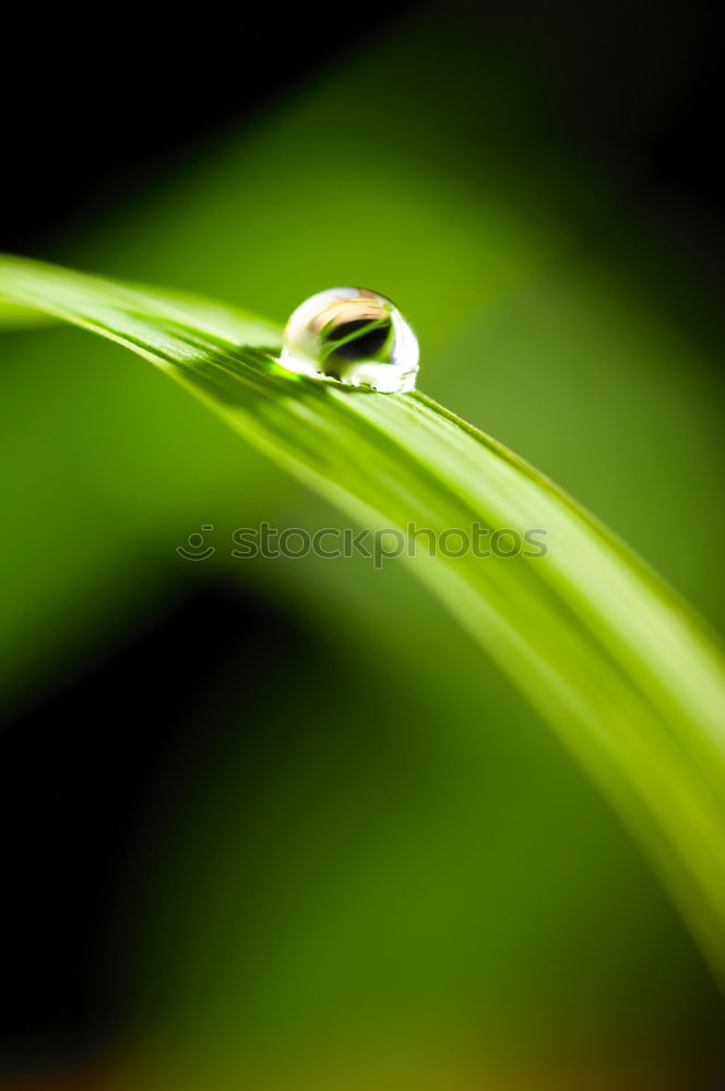 Similar – Image, Stock Photo After the rain Grass