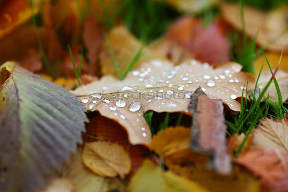 Similar – Image, Stock Photo Drops of leaves Nature