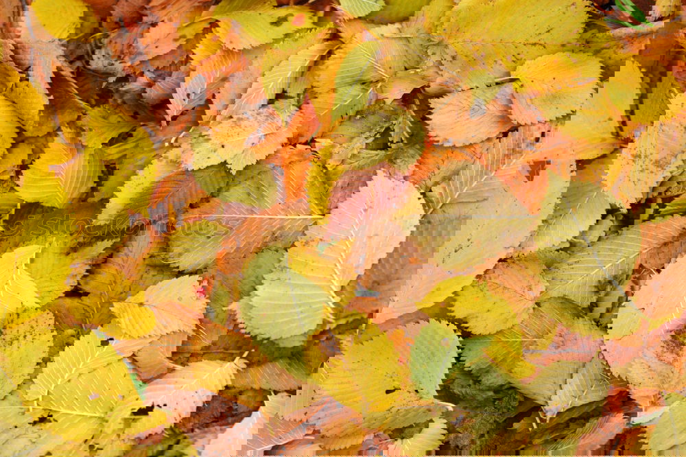 Image, Stock Photo #AS# *NEWS* Autumn on the ground!