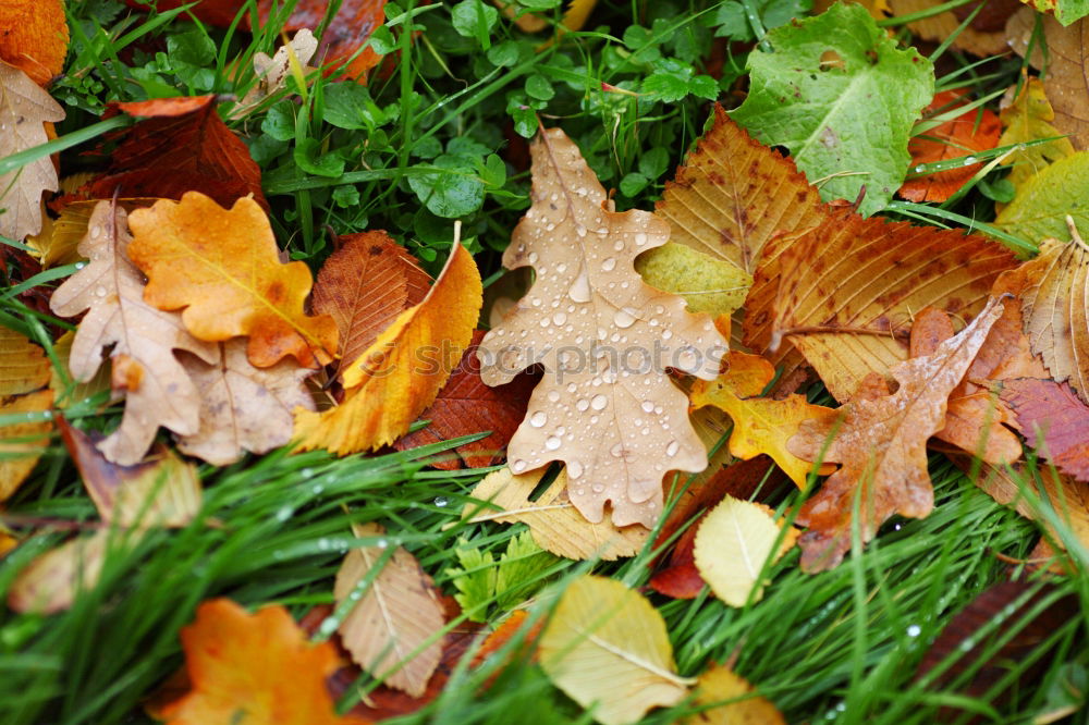 “Teufels” leaves