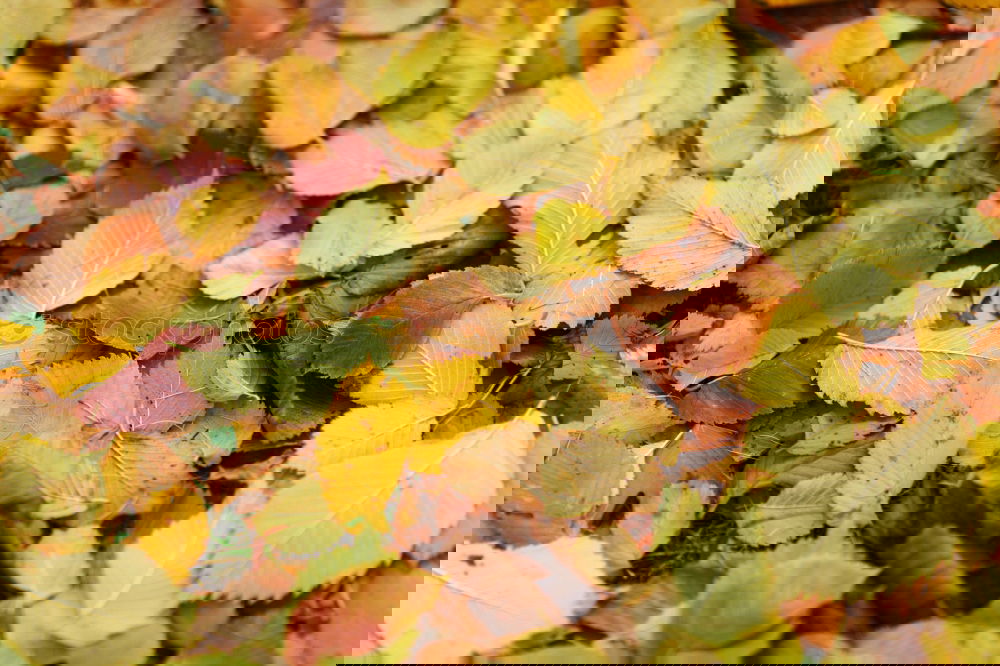 Similar – Image, Stock Photo #AS# *NEWS* Autumn on the ground!