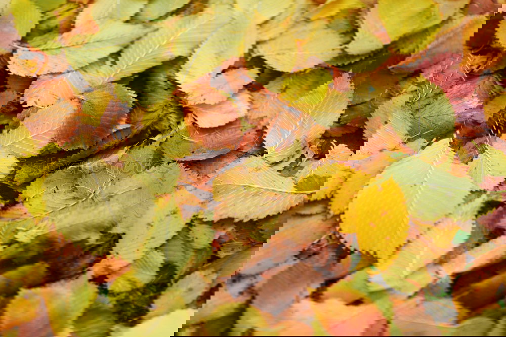 Similar – Image, Stock Photo #AS# *NEWS* Autumn on the ground!