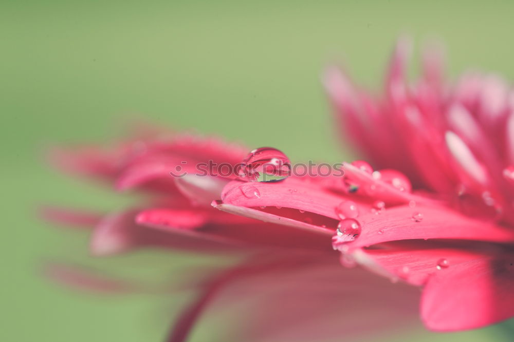 Similar – Image, Stock Photo springtime Environment