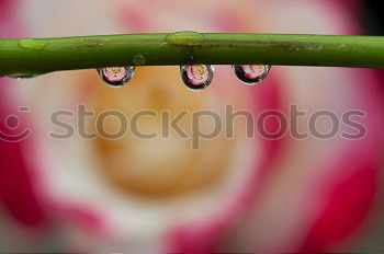 Similar – Image, Stock Photo Peruvian lily with raindrops