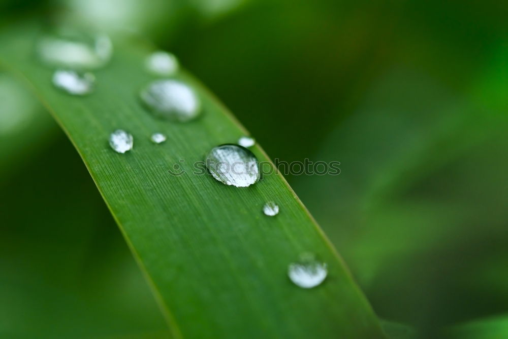 Similar – Image, Stock Photo After the rain Grass