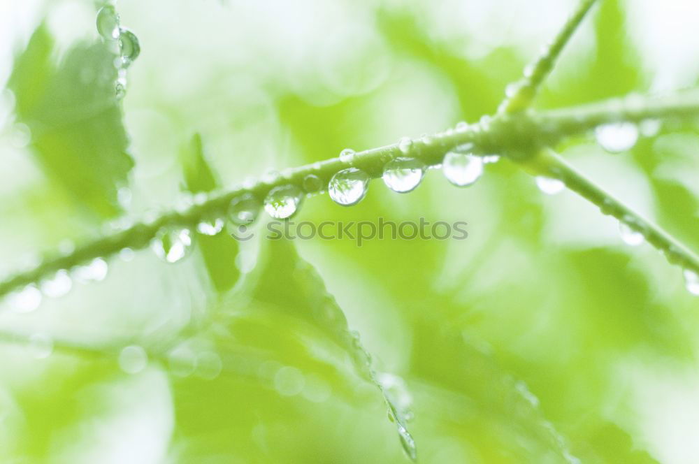 Similar – Bambusfrühling Umwelt